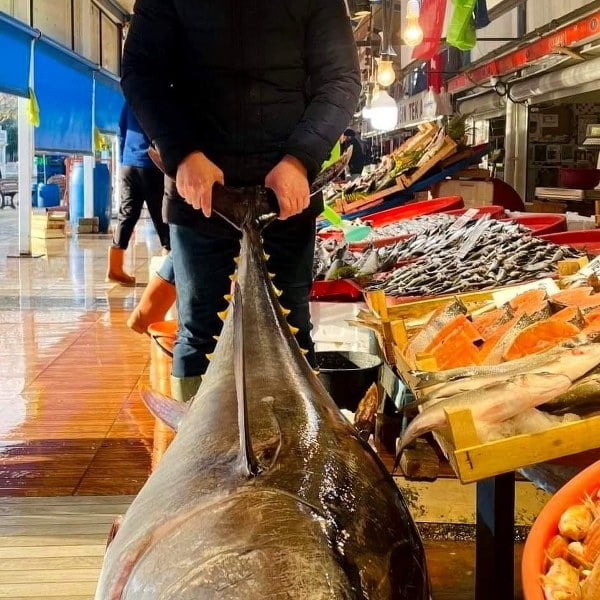 100 Kiloluk Orkinos Yoğun İlgi Gördü