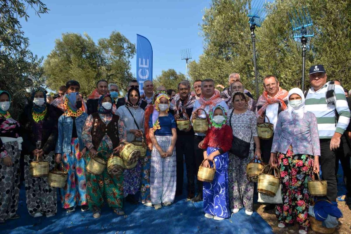 Ayvalık’ta zeytin festivali kapsamında ilk hasat