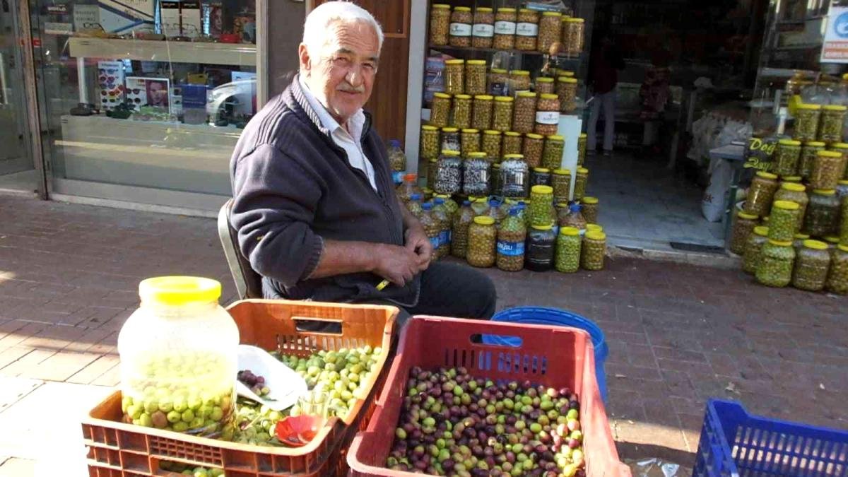 Burhaniye’de yeşil zeytin alımına başlandı, üretici fiyatlardan memnun