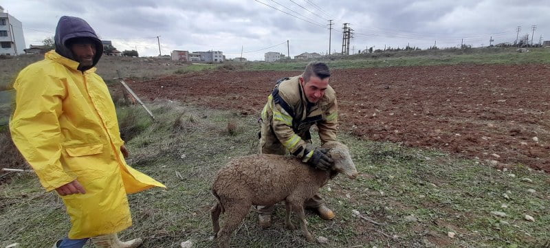 Kuyuya düşen koyunu itfaiye kurtardı