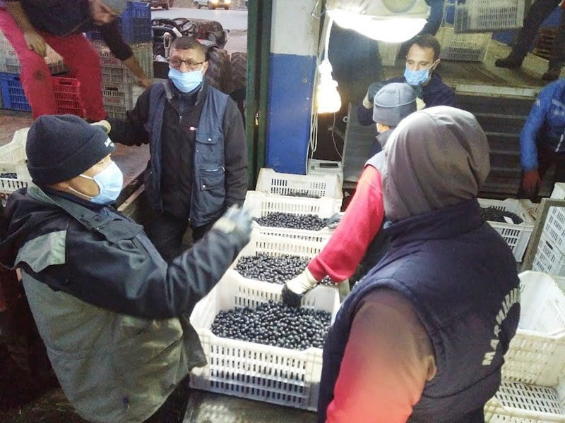 Zeytin hasadı son buldu