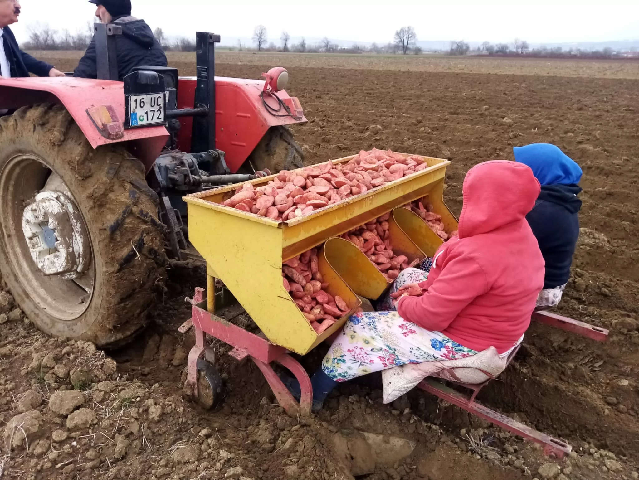 Sarı Altın Ekimleri Başladı