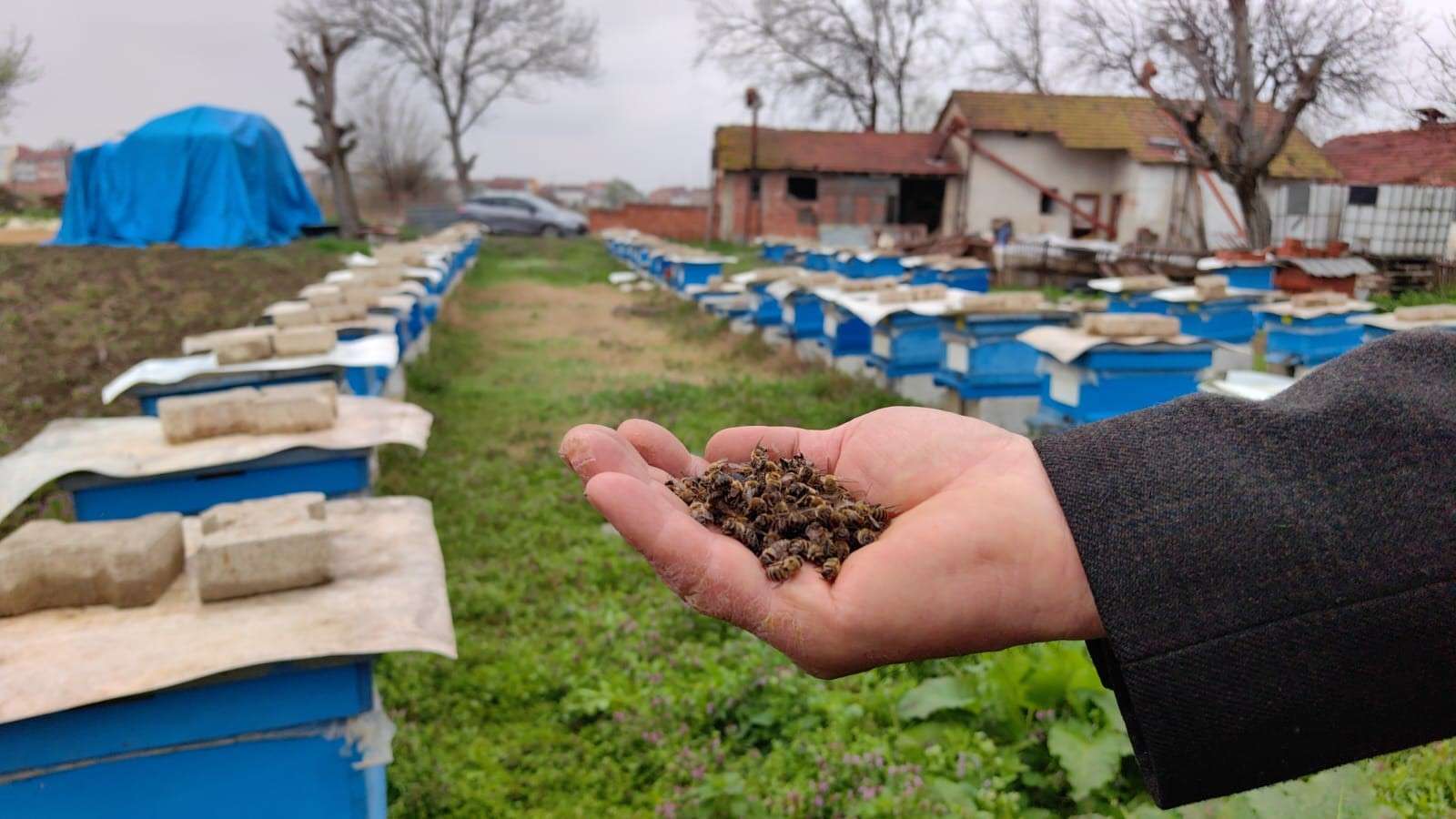 Bursa'nın İnegöl ilçesinin bazı bölgelerinde toplu arı ölümleri meydana geliyor. Arıcılar, tarım ilaçlarının ölümlere sebep olduğunu ileri sürdüler.