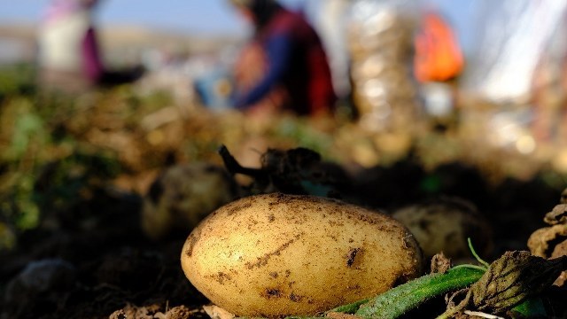 PATATES ZAMLANIRKEN SİVRİ BİBER UCUZLADI