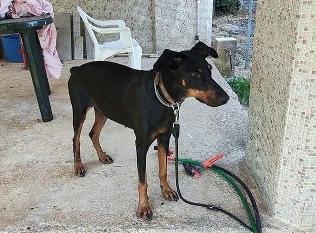 Balıkesir'in Gönen ilçesine bağlı Armutlu kırsal mahallesinde yaşayan Ekonomist Korhan Berzeg, doberman cinsi köpeği ile birl