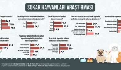 Areda Survey: Türk Halkı Sokak Hayvanlarını Tehlikeli Bulmuyor