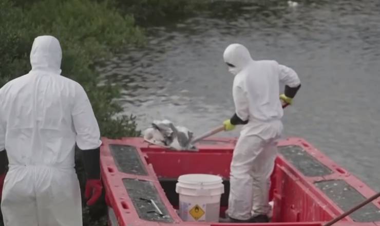 Meksika'da Kuş Gribi Alt Türü Nedeniyle İlk Ölümcül Vaka Doğrulandı