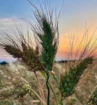 Bin Yıllık Siyez Buğdayı Çiftçilerin İlgi Odağı Oldu