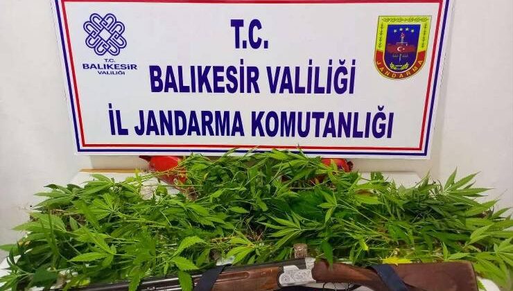 Susurluk’ta Uyuşturucu Operasyonu: 74 Kök Kenevir Ele Geçirildi