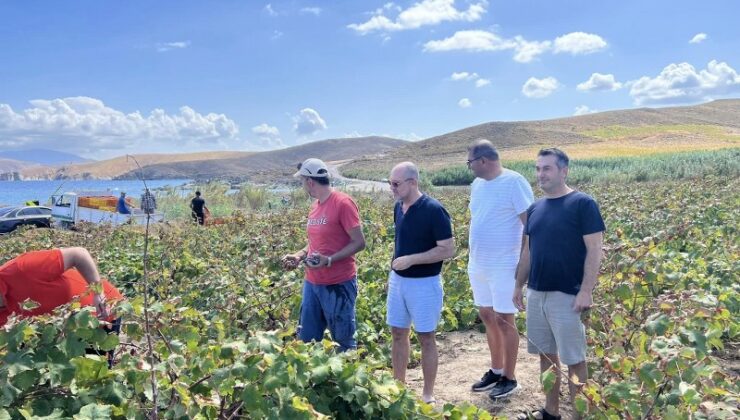 Avşa Adası’nda Coğrafi İşaretli Adakarası Üzümü Bağ Bozumu Başladı